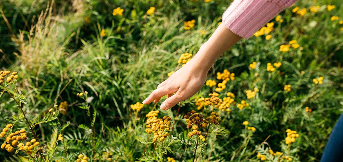 Valmistelussa oleva 🇪🇺#ennallistamisasetus kaipaa vielä hiomista. 
🇫🇮 🇸🇪 Pohjois-Euroopan laajojen ja metsäisten kuntien tarpeet voidaan ottaa paremmin huomioon heikentämättä luontoarvoja ja monimuotoisuutta. 🌲🌱🌳
#ennallistaminen #ympäristö #ilmasto #luontokato #kaavoitus https://t.co/ckqpqZtcR7